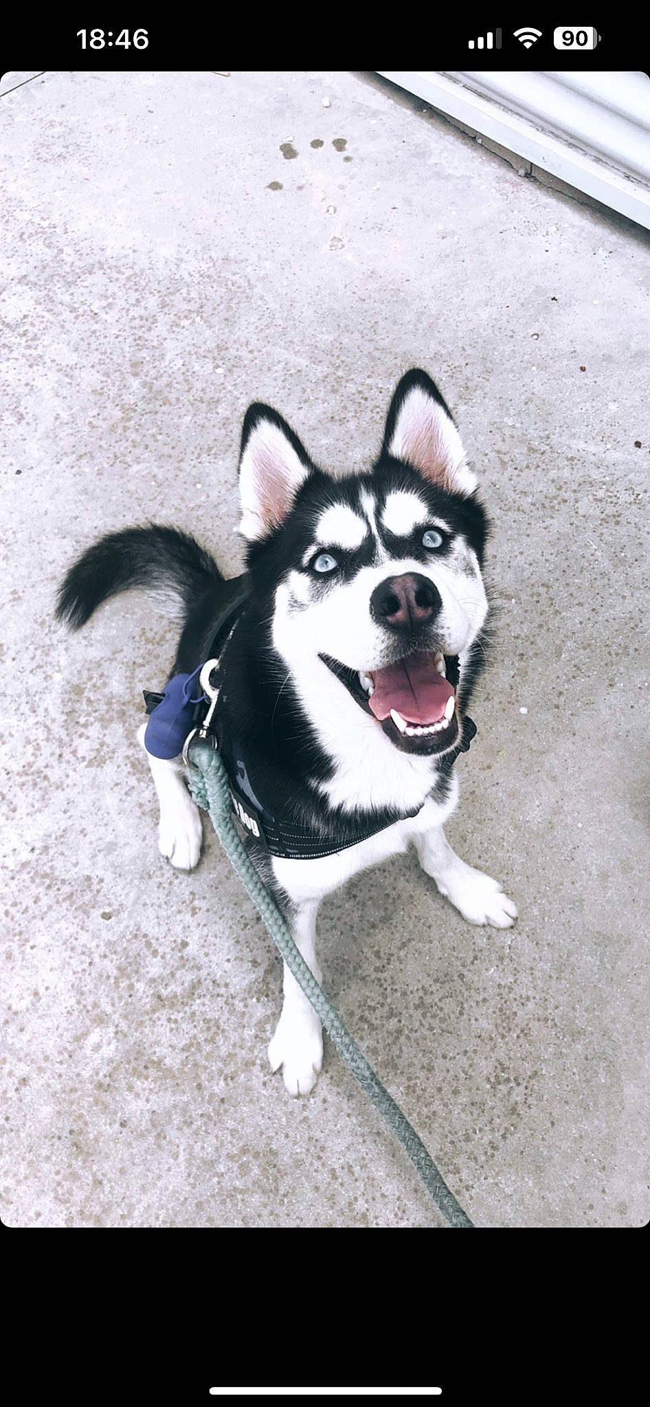 Kenai is registered to the contest to win money with this photo: ancient_dog_breeds, canidae, carnivore, collar, companion_dog, dog, dog_breed, fashion_accessory, fawn, leash, mammal, non_sporting_group, paw, road_surface, siberian_husky, sled_dog, sporting_group, tail, working_animal, working_dog