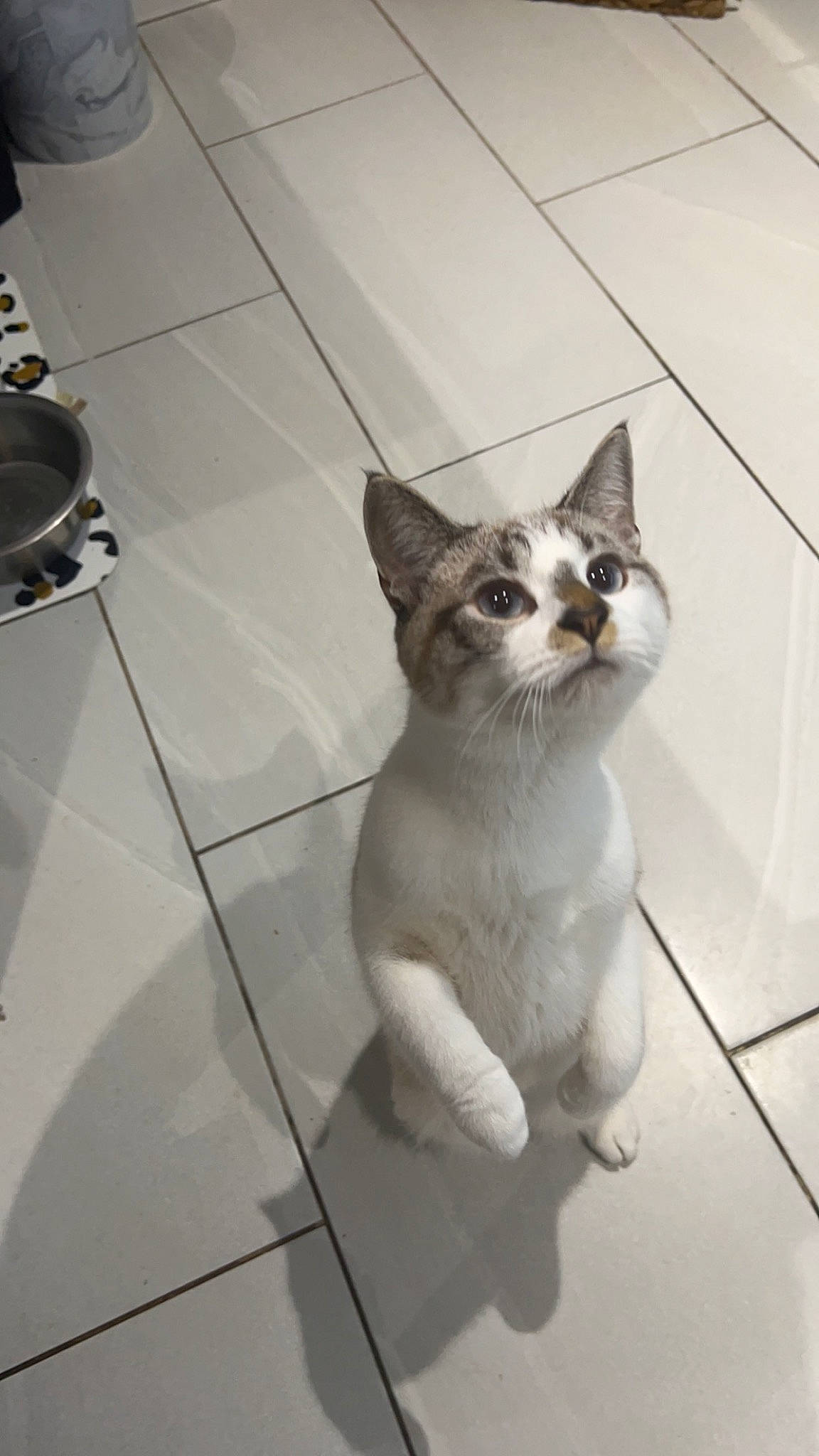 Fendi joined the competition — help win amazing prizes! carnivore, cat, domestic_short_haired_cat, eye, fawn, felidae, flooring, foot, fur, grey, human_leg, monochrome, monochrome_photography, paw, sitting, small_to_medium_sized_cats, tail, thai, tile_flooring, whiskers