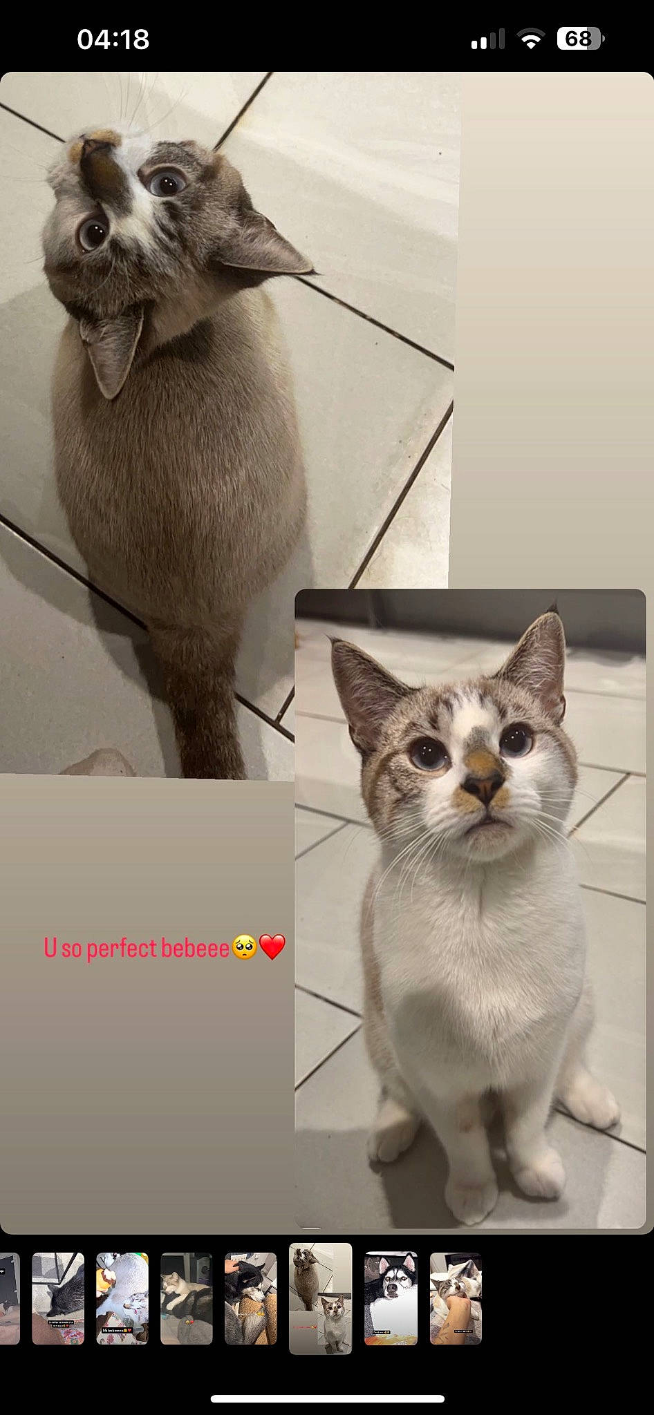 Fendi joined the competition — help win amazing prizes! art, carnivore, cat, domestic_short_haired_cat, felidae, font, fur, illustration, mammal, paw, photo_caption, photography, small_to_medium_sized_cats, snout, tail, terrestrial_animal, vertebrate, whiskers