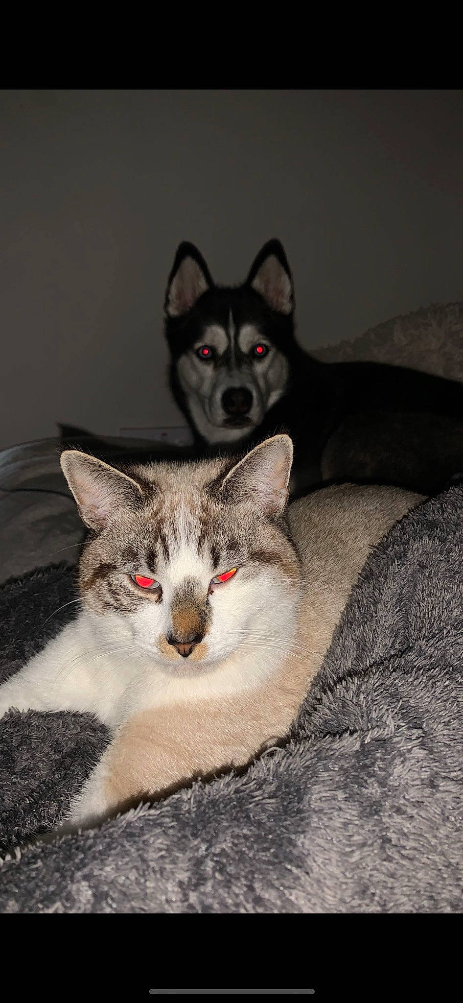 Fendi joined the competition — help win amazing prizes! carnivore, cat, comfort, domestic_short_haired_cat, eye, fang, felidae, fur, grey, jaw, paw, photo_caption, sitting, small_to_medium_sized_cats, snout, whiskers, wildlife