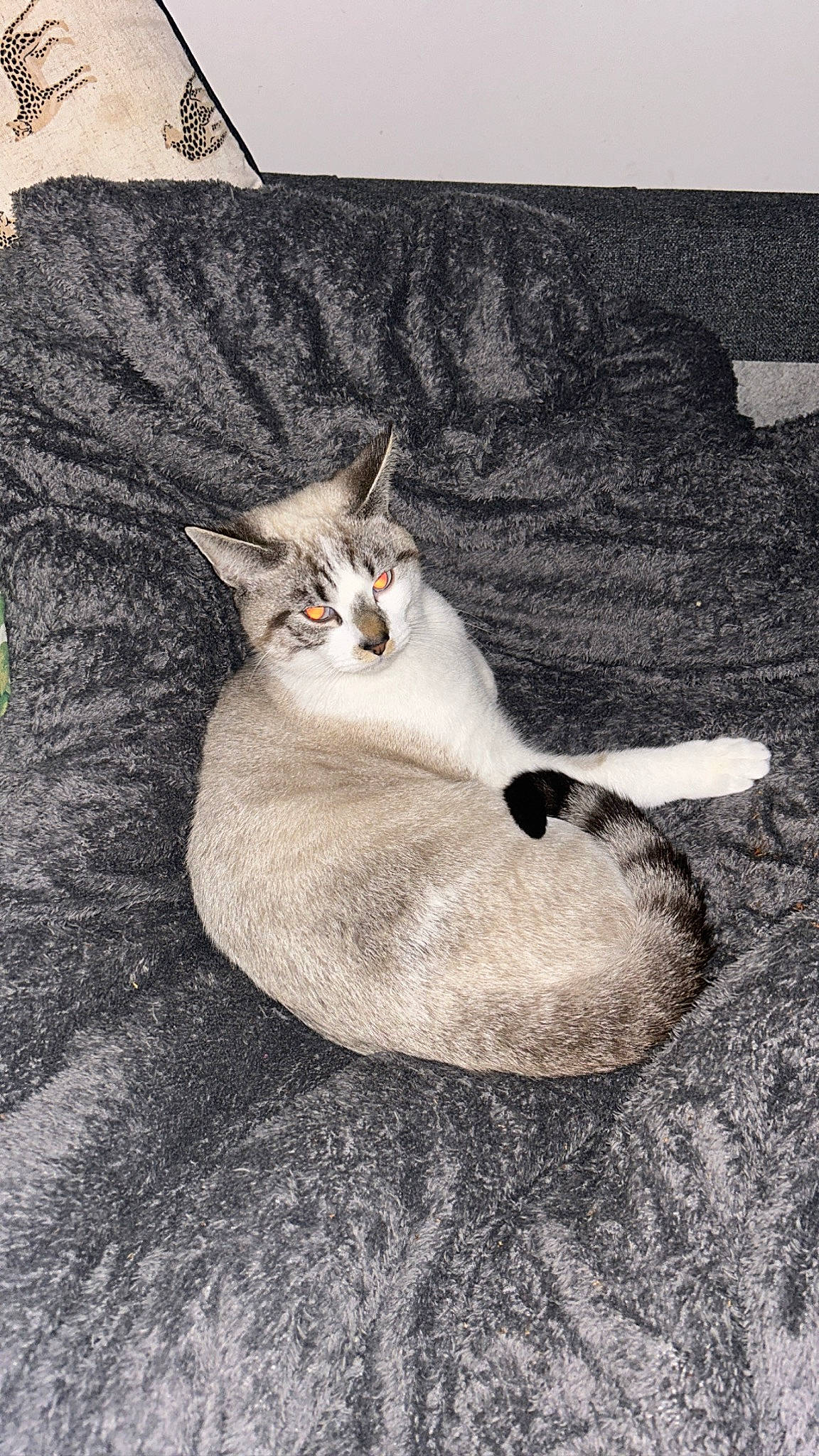 Fendi is registered to the contest to win money with this photo: art, carnivore, cat, domestic_short_haired_cat, felidae, font, fur, grey, illustration, paw, photo_caption, sitting, small_to_medium_sized_cats, still_life_photography, tail, whiskers