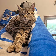 Stormie Girl joined the competition — help win amazing prizes! cat, tabby, animal, pet, indoor, blanket, couch, furniture, relaxed, fur, whiskers, ears, paws, striped, resting, cozy, home, window, hat, stuffed_animal