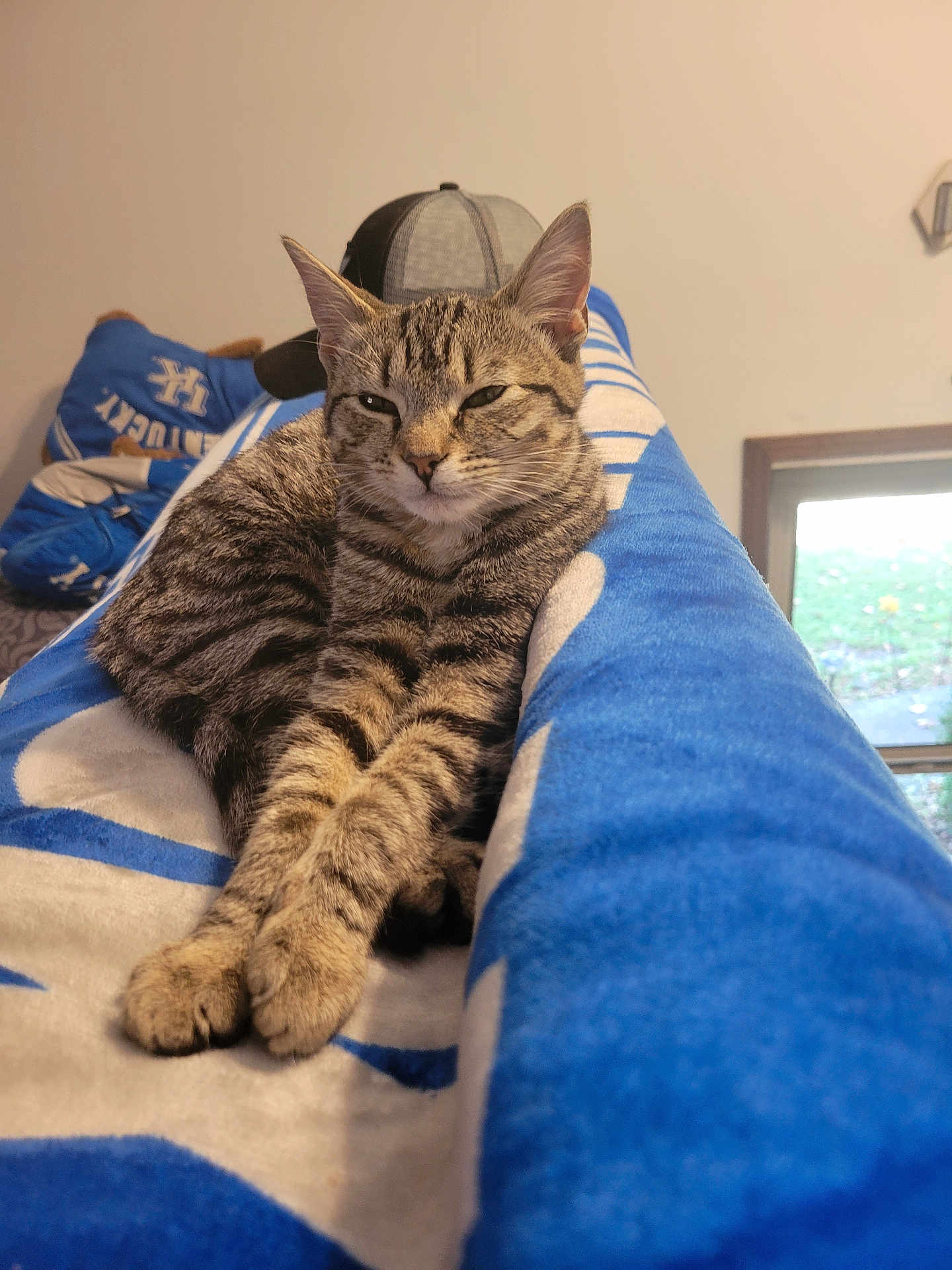 Stormie Girl joined the competition — help win amazing prizes! cat, tabby, animal, pet, indoor, blanket, couch, furniture, relaxed, fur, whiskers, ears, paws, striped, resting, cozy, home, window, hat, stuffed_animal