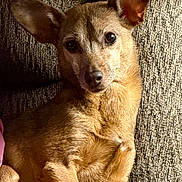 Roxxy joined the competition — help win amazing prizes! dog, small_dog, brown_fur, large_ears, pet, couch, indoor, relaxed, alert, fur, mammal, animal, portrait, closeup, domestic_animal, canine, companion, cozy, resting, texture