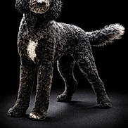 Sasha joined the competition — help win amazing prizes! dog, black_background, curly_fur, standing, studio_lighting, portrait, pet, animal, fur_texture, white_marking, canine, alert, looking_at_camera, four_legs, tail, paw, mammal, domestic_animal, close_up, indoor