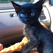 Kira joined the competition — help win amazing prizes! black_kitten, cat, blue_eyes, close_up, pet, animal, feline, fur, whiskers, car_interior, blanket, sunlight, curious, young, cute, indoors, seat, window, soft_texture, domestic_animal