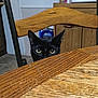 Kira joined the competition — help win amazing prizes! black_cat, cat, peeking, wooden_table, chair, kitchen, curious, eyes, indoor, feline, pet, animal, wood, furniture, home, domestic, alert, closeup, tabletop, background