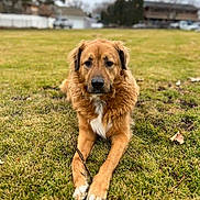 Draco joined the competition — help win amazing prizes! dog, animal, pet, outdoor, grass, lying_down, brown_fur, white_chest, canine, nature, calm, portrait, front_view, mammal, domestic_animal, field, fur, daylight, park, relaxed