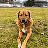 animal, brown_fur, calm, canine, daylight, dog, domestic_animal, field, front_view, fur, grass, lying_down, mammal, nature, outdoor, park, pet, portrait, relaxed, white_chest