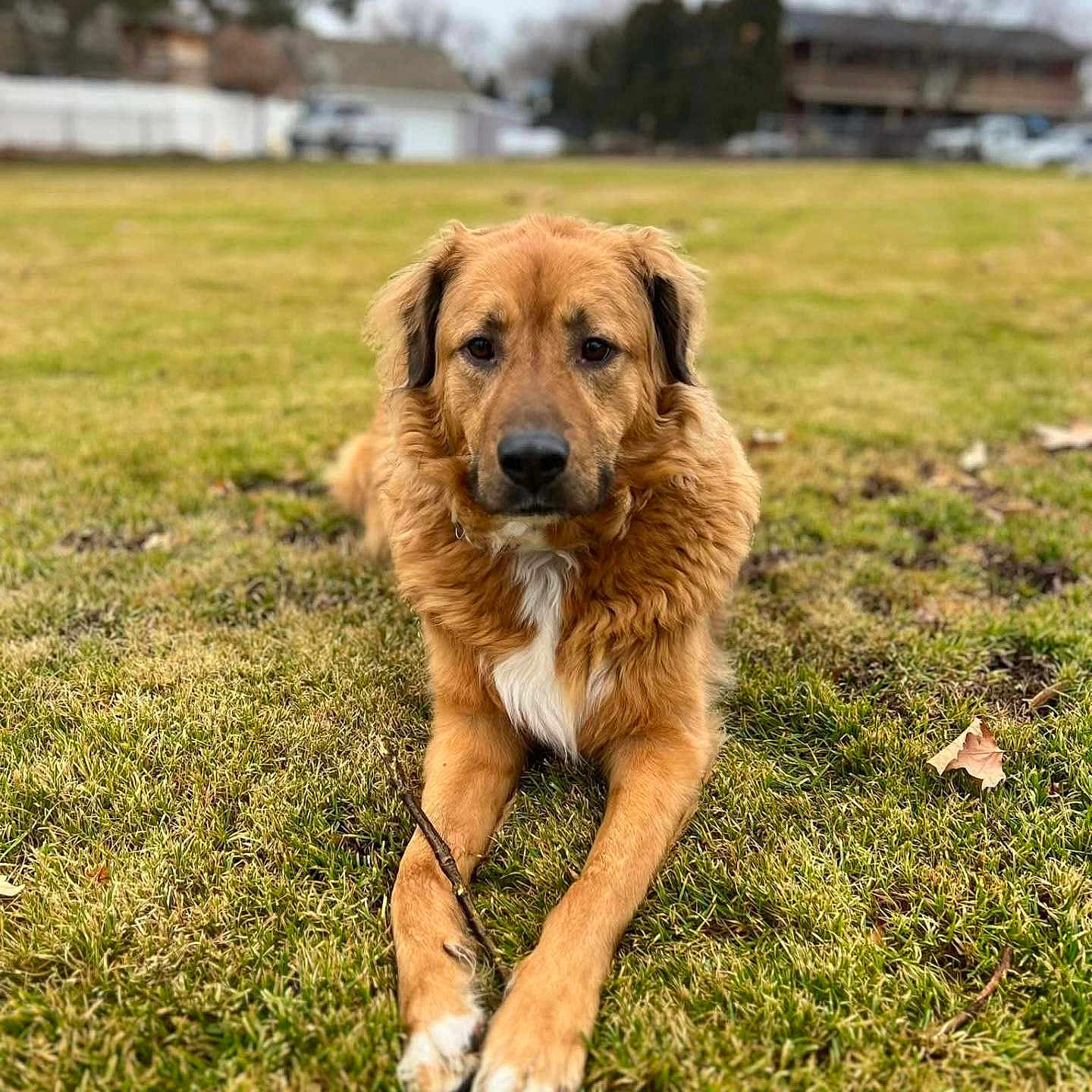 Draco joined the competition — help win amazing prizes! dog, animal, pet, outdoor, grass, lying_down, brown_fur, white_chest, canine, nature, calm, portrait, front_view, mammal, domestic_animal, field, fur, daylight, park, relaxed