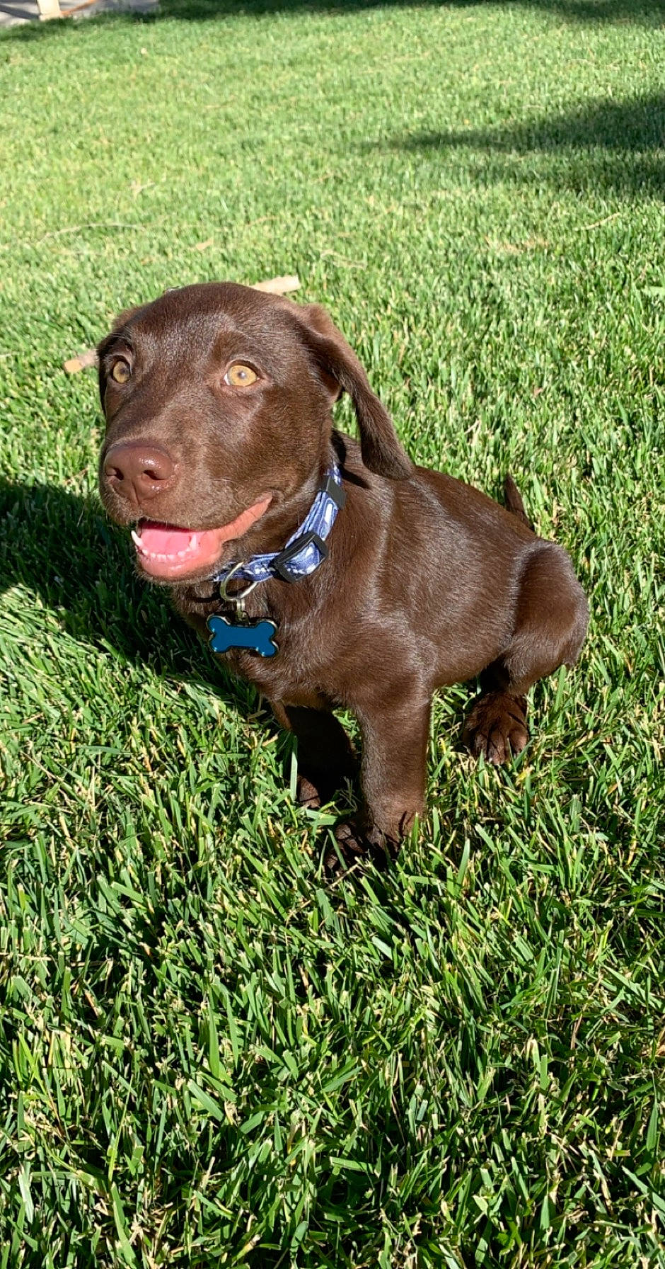 Watson is registered to the contest to win money with this photo: borador, canidae, carnivore, collar, companion_dog, dog, dog_breed, dog_collar, fawn, grass, grassland, groundcover, gun_dog, liver, pet_supply, plant, retriever, sporting_group, terrestrial_animal, working_animal