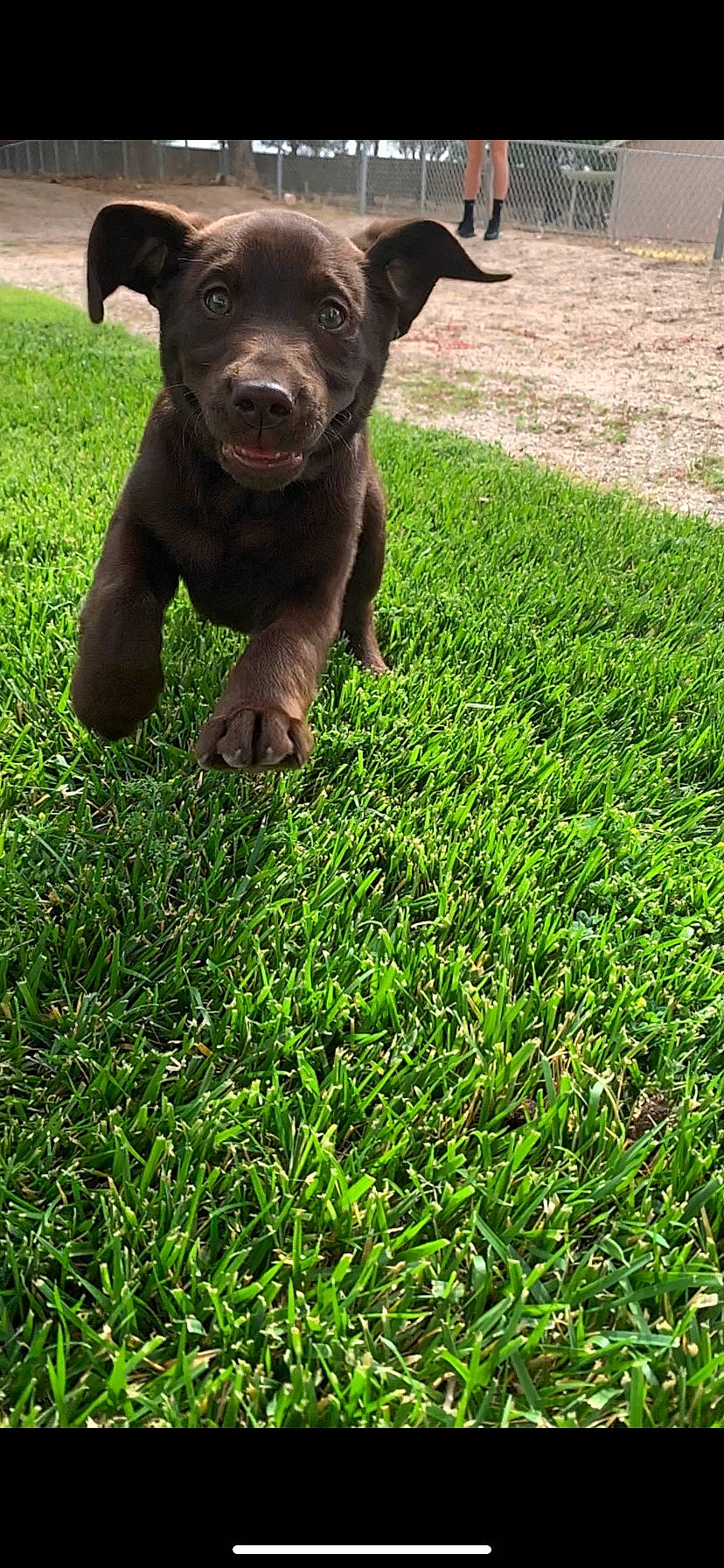 Watson joined the competition — help win amazing prizes! borador, canidae, carnivore, companion_dog, dog, dog_breed, fawn, grass, grassland, groundcover, gun_dog, liver, plant, puppy, snout, sporting_group, tail, terrestrial_animal, whiskers, working_animal