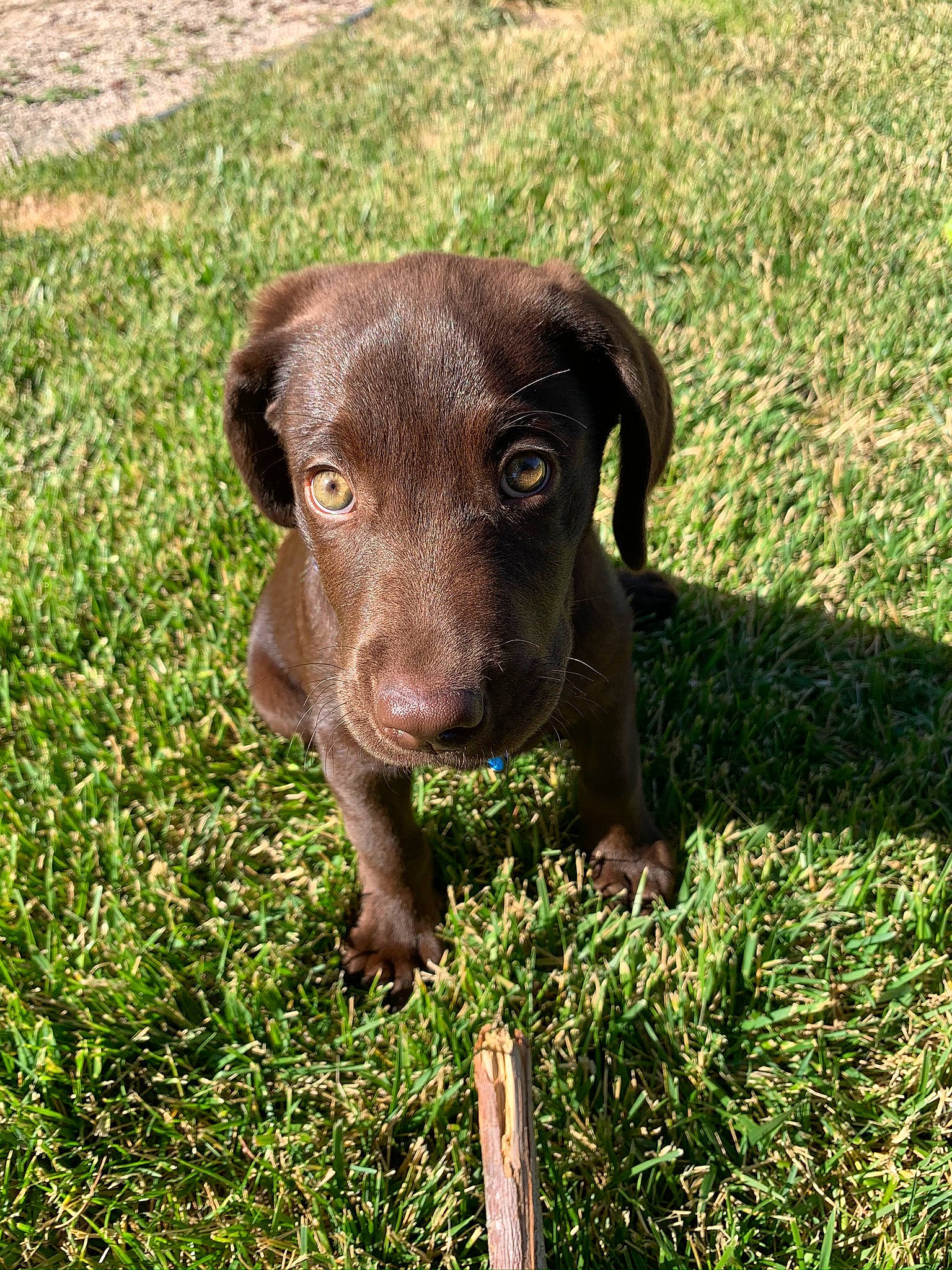 Watson joined the competition — help win amazing prizes! borador, canidae, carnivore, companion_dog, dog, dog_breed, fawn, grass, grassland, groundcover, gun_dog, hierochloe, hunting_dog, liver, plant, snout, sporting_group, terrestrial_animal, whiskers, working_animal