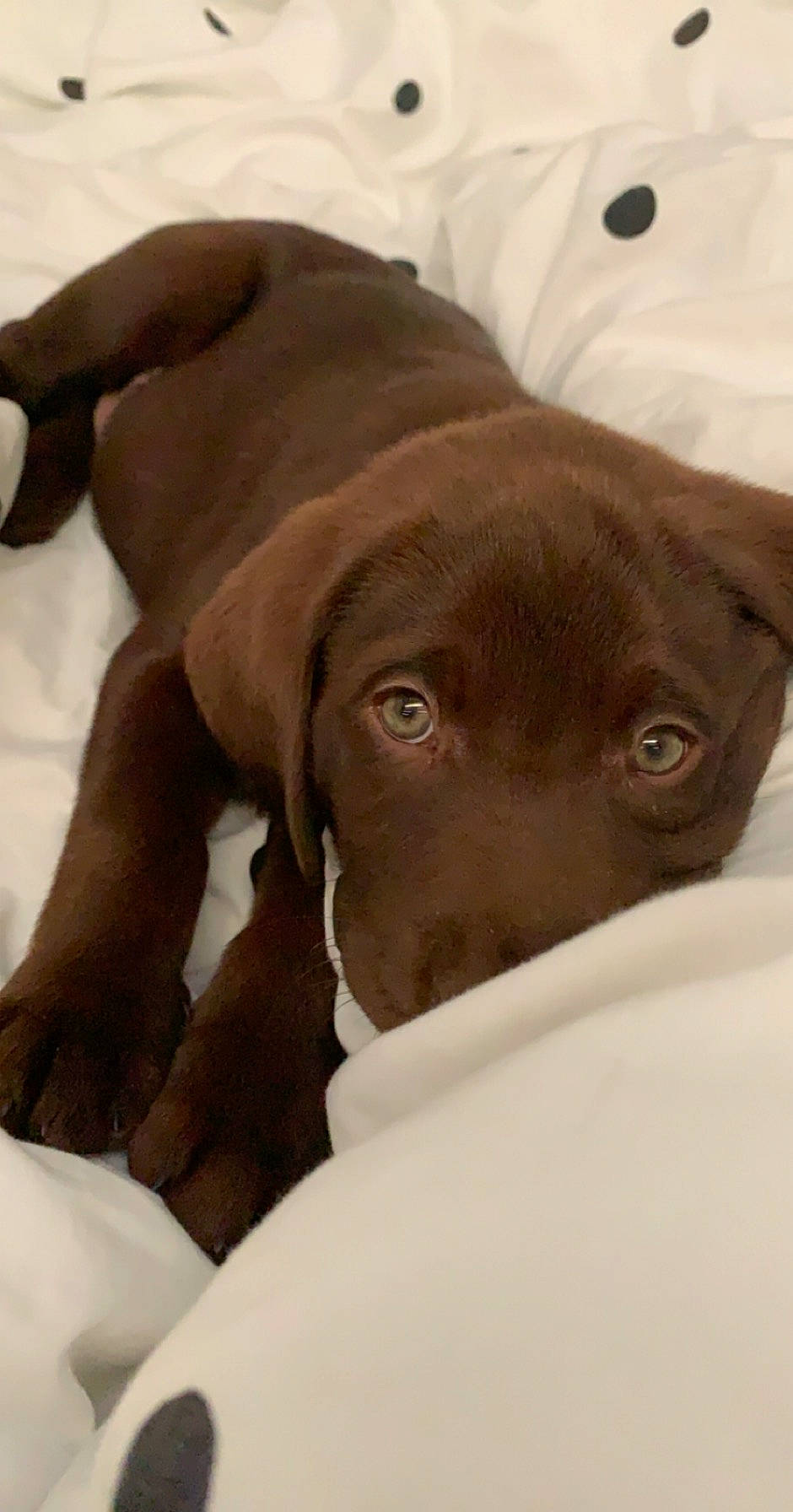 Watson is registered to the contest to win money with this photo: borador, canidae, carnivore, comfort, companion_dog, dog, dog_breed, ear, eye, fawn, fur, liver, non_sporting_group, pet_supply, puppy, sporting_group, terrestrial_animal, whiskers, white, working_animal