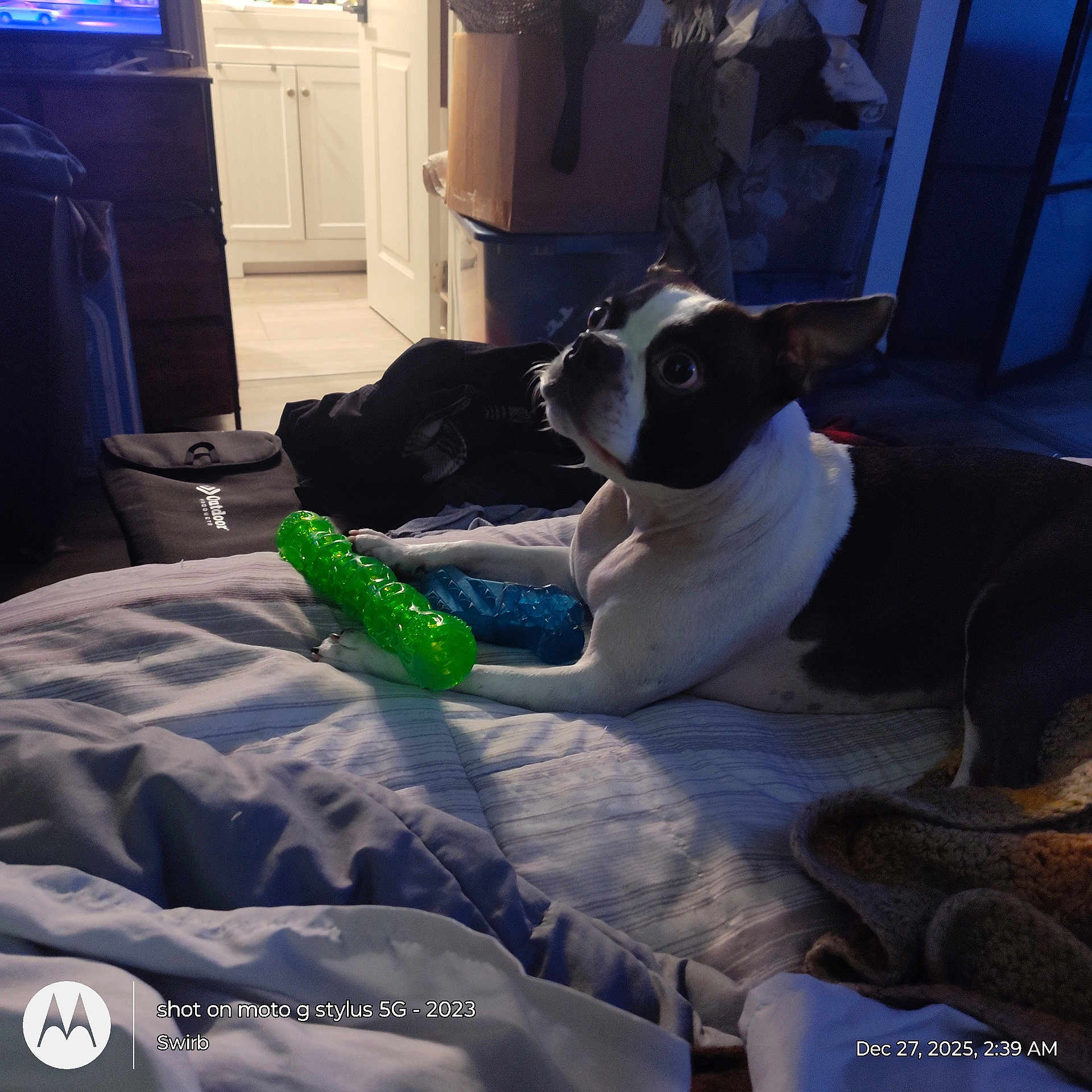 Sgt.rocky is registered to the contest to win money with this photo: animal, bed, blanket, boston_terrier, canine, chew_toy, cozy, curious, dog, domestic, furniture, household, indoor, looking, paw, pet, resting, room, sleeping_area, toy