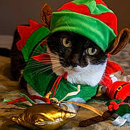 Borlita joined the competition — help win amazing prizes! cat, tuxedo_cat, costume, elf_hat, holiday, festive, toy, plush, whiskers, black_and_white, pet, indoor, cute, animal, soft_texture, closeup, portrait, playful, christmas, decor
