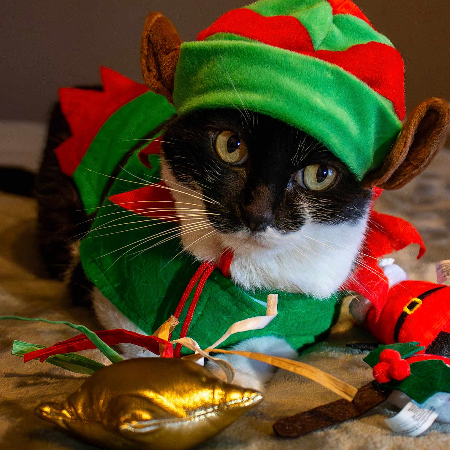 Borlita joined the competition — help win amazing prizes! animal, black_and_white, cat, christmas, closeup, costume, cute, decor, elf_hat, festive, holiday, indoor, pet, playful, plush, portrait, soft_texture, toy, tuxedo_cat, whiskers