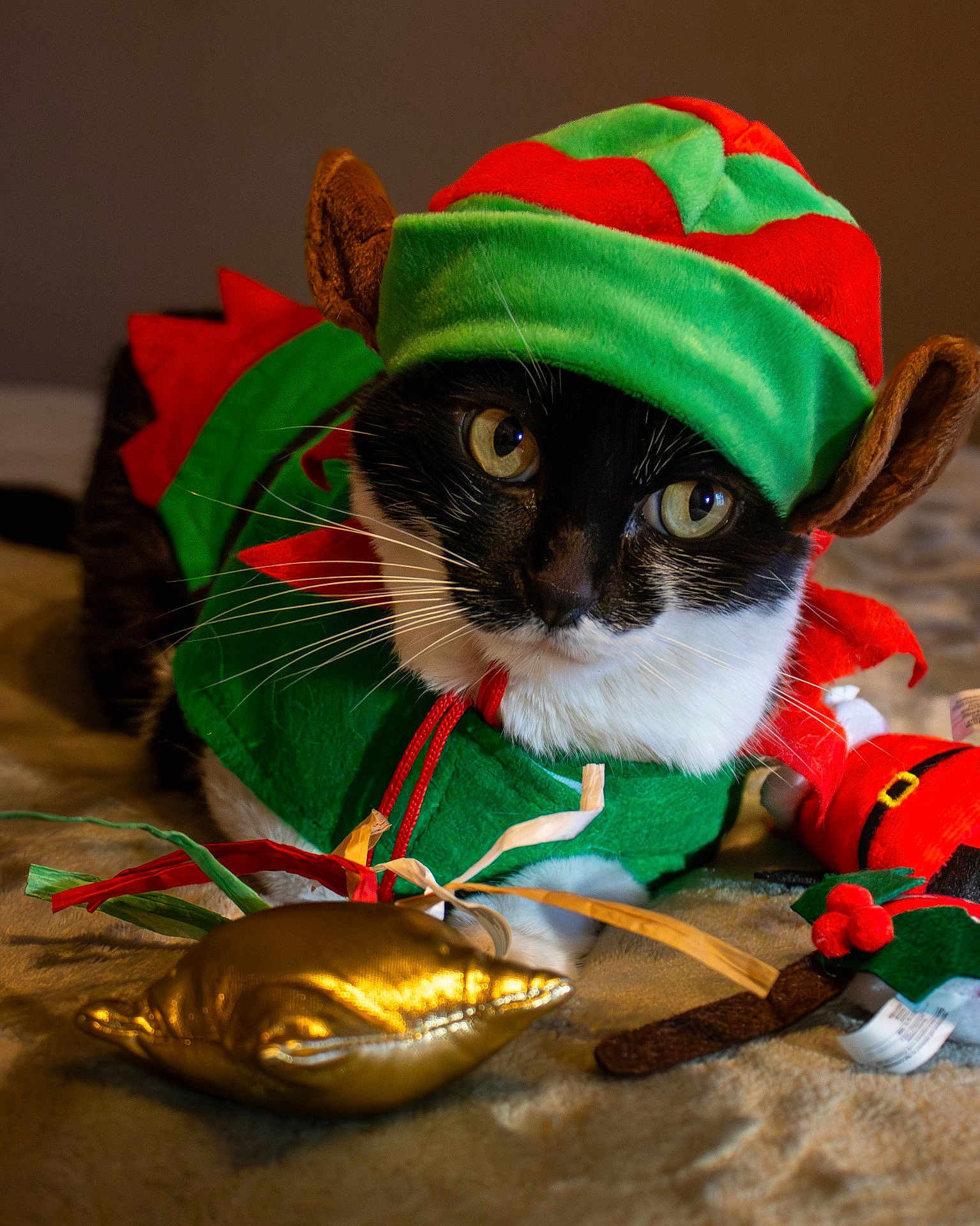 Borlita joined the competition — help win amazing prizes! cat, tuxedo_cat, costume, elf_hat, holiday, festive, toy, plush, whiskers, black_and_white, pet, indoor, cute, animal, soft_texture, closeup, portrait, playful, christmas, decor