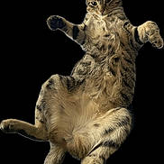 Turbo joined the competition — help win amazing prizes! abyssinian, animal, cat, egyptiancat, electronics, hardware, kitten, manx, person, pet, sleeping