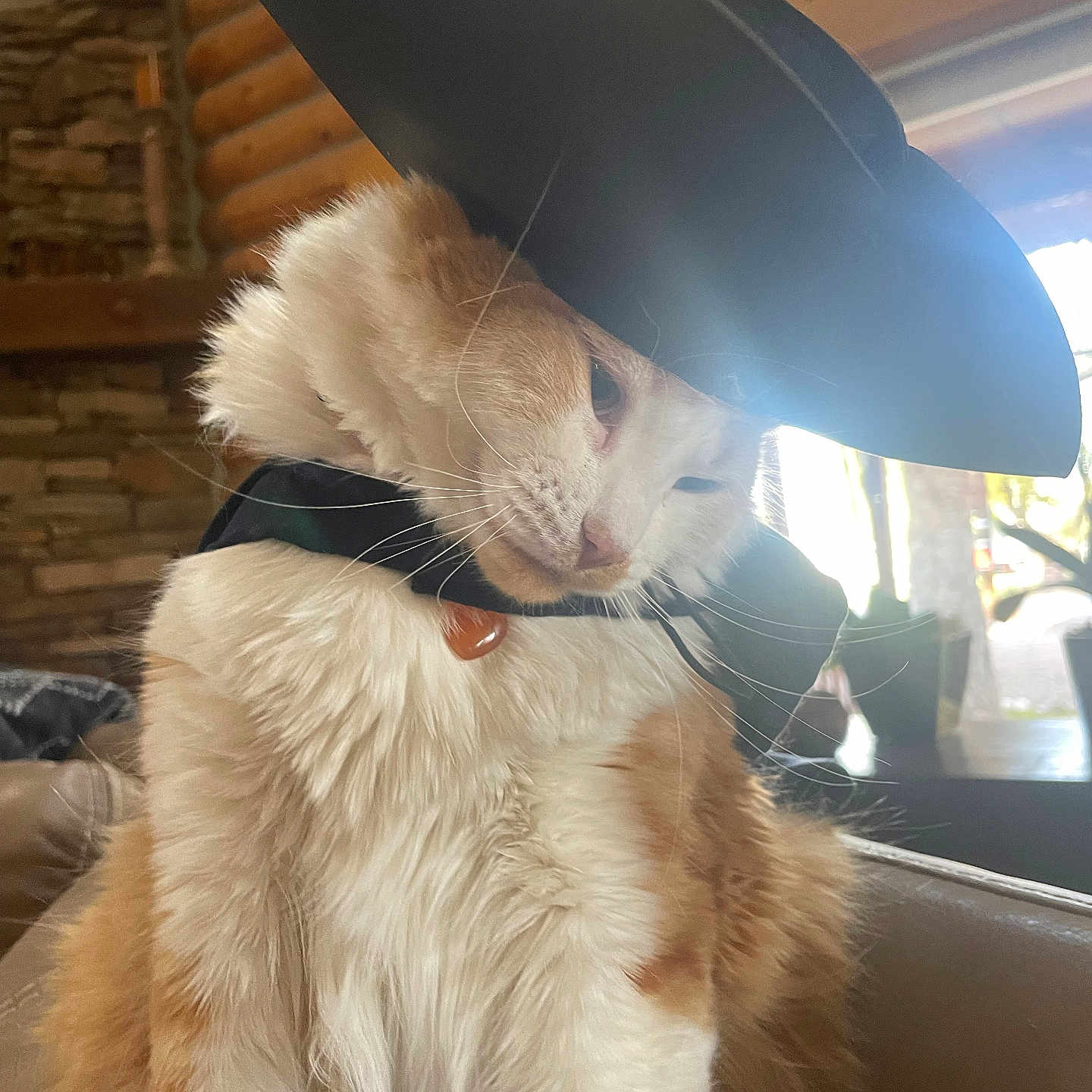 Phoebe is registered to the contest to win money with this photo: animal, cape, cat, costume, couch, cozy, cute, feather, fluffy, furniture, hat, indoor, orange_cat, pet, portrait, sitting, stone_wall, whiskers, white_cat, wooden_wall