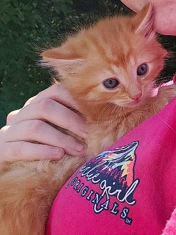 Punkin is registered to the contest to win money with this photo: asian, carnivore, cat, domestic_long_haired_cat, fawn, felidae, fur, kitten, mammal, persian, polydactyl_cat, ragamuffin, small_to_medium_sized_cats, whiskers