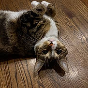 Murphy joined the competition — help win amazing prizes! cat, tabby, pet, animal, feline, lying_down, wooden_floor, indoor, whiskers, curious, cute, ears, nose, fur, relaxed, playful, domestic_cat, mammal, eyes, closeup