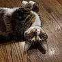 cat, tabby, pet, animal, feline, lying_down, wooden_floor, indoor, whiskers, curious, cute, ears, nose, fur, relaxed, playful, domestic_cat, mammal, eyes, closeup