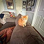 kitten, orange_cat, couch, living_room, pillows, wall_art, door, wood_floor, indoor, pet, furniture, cozy, curious, small_animal, home_decor, carpet, table, blanket, cat, cute