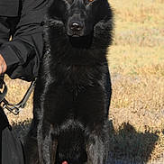 Avi joined the competition — help win amazing prizes! dog, german_shepherd, black_dog, police_dog, outdoor, field, grass, animal, pet, working_dog, service_dog, canine, alert, sitting, nature, daylight, guard_dog, ears_up, watchful, companion