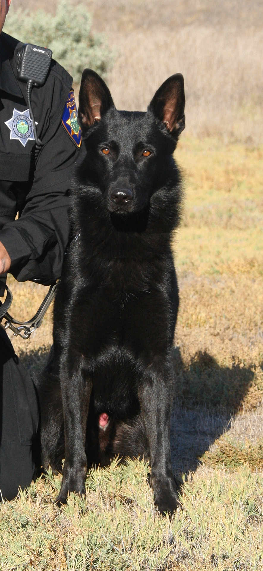 Avi joined the competition — help win amazing prizes! dog, german_shepherd, black_dog, police_dog, outdoor, field, grass, animal, pet, working_dog, service_dog, canine, alert, sitting, nature, daylight, guard_dog, ears_up, watchful, companion