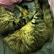 Mink joined the competition — help win amazing prizes! cat, tabby, sleeping, fur, pet, cozy, bed, blanket, pink, gray, resting, whiskers, cute, domestic_animal, animal, feline, relaxing, soft, cuddly, indoors