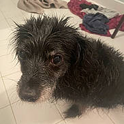 Emmi joined the competition — help win amazing prizes! dog, wet, black_dog, floor, tile_floor, towel, clothes, indoor, pet, looking_up, fur, whiskers, closeup, animal, canine, domestic_animal, sad_eyes, scruffy, background, guilty_look