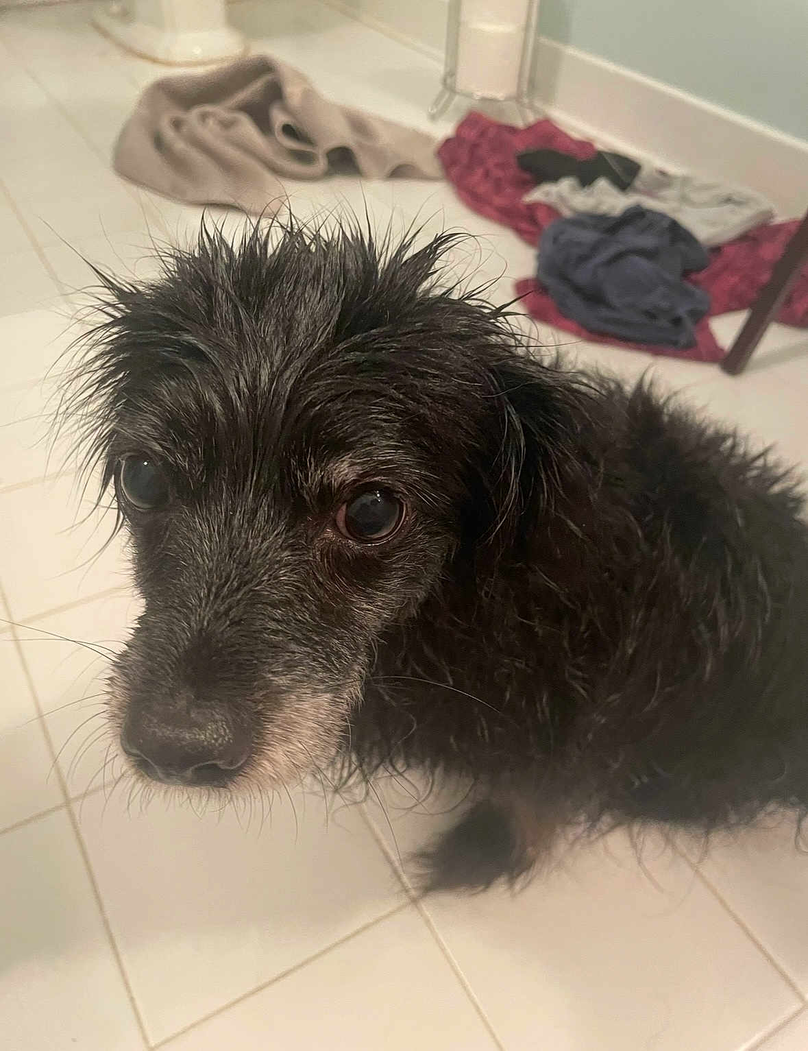 Emmi joined the competition — help win amazing prizes! dog, wet, black_dog, floor, tile_floor, towel, clothes, indoor, pet, looking_up, fur, whiskers, closeup, animal, canine, domestic_animal, sad_eyes, scruffy, background, guilty_look