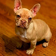 Pixie joined the competition — help win amazing prizes! dog, french_bulldog, puppy, tan, ears, wooden_floor, pet, animal, cute, indoor, looking_up, small, adorable, sitting, fur, companion, domestic, canine, young, portrait