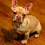 dog, french_bulldog, puppy, tan, ears, wooden_floor, pet, animal, cute, indoor, looking_up, small, adorable, sitting, fur, companion, domestic, canine, young, portrait