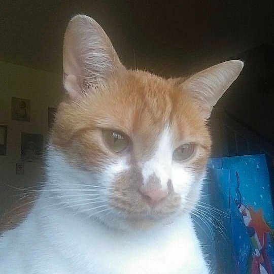 Simba is registered to the contest to win money with this photo: