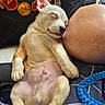 puppy, sleeping, dog, cute, relaxed, paw, fur, person, skin, cuddle, nap, indoor, blanket, comfort, resting, animal, young, closeup, adorable, pet