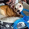 puppy, dog, toy, blue_toy, bed, paw_print, brown_and_white, chewing, pet, indoor, cozy, pillow, human_hand, resting, curious_eyes, playful, furry, closeup, comfort, animal