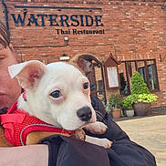 Max is registered to the contest to win money with this photo: puppy, dog, pet, red_harness, person, arm, brick_wall, building, restaurant_sign, window, potted_plants, outdoor, daylight, blue_sky, clouds, curious, cute, close_up, holding, casual_clothing