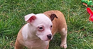 Max is registered to the contest to win money with this photo: alert, animal, brown, cute, dog, ears, four_legs, fur, grass, greenery, nature, outdoor, pet, playful, puppy, small, snout, toy, white, young