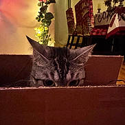 Autumn is registered to the contest to win money with this photo: cat, cardboard_box, ears, eyes, indoor, string_lights, decor, chair, patterned_chair, warm_lighting, curious, peeking, furniture, home, plant, cozy, shadow, floor, table, holiday_decor