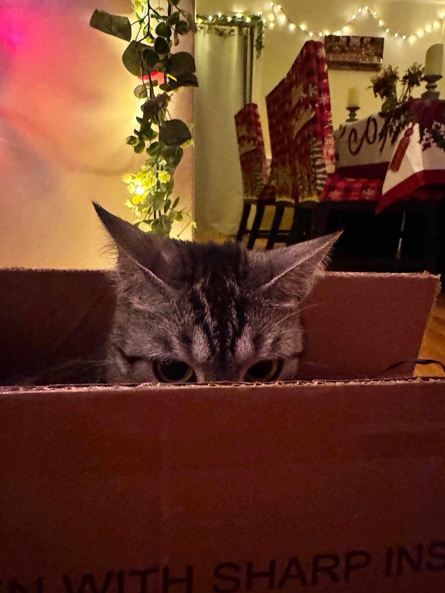 Autumn is registered to the contest to win money with this photo: cat, cardboard_box, ears, eyes, indoor, string_lights, decor, chair, patterned_chair, warm_lighting, curious, peeking, furniture, home, plant, cozy, shadow, floor, table, holiday_decor