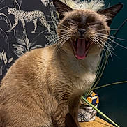 Mickey participe au concours pour gagner de l'argent avec cette photo : cat, siamese_cat, yawning, animal, pet, indoor, wood_surface, wallpaper, leopard_pattern, decorative_plant, fur, whiskers, ears, mouth_open, tongue, sitting, feline, cute, mammal, houseplant