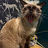 cat, siamese_cat, yawning, animal, pet, indoor, wood_surface, wallpaper, leopard_pattern, decorative_plant, fur, whiskers, ears, mouth_open, tongue, sitting, feline, cute, mammal, houseplant