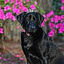 Brooks is registered to the contest to win money with this photo: adorable, animal, black_labrador, bow, canine, cute, dog, floral_background, flowering_bush, garden, majestic, nature, outdoor, peaceful, pet, pink_flowers, portrait, sitting, summer, tiara