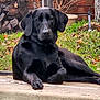 animal, black_dog, brick_wall, canine, daylight, dog, ears, fence, garden, grass, labrador, laying_down, nature, outdoor, paw, pet, poolside, relaxed, snout, stone