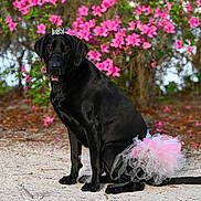 Brooks joined the competition — help win amazing prizes! adorable, animal, black_labrador, colorful, cute, dog, fluffy, garden, grass, ground, nature, outdoor, pet, pink_flowers, playful, portrait, sitting, summer, tiara, tutu