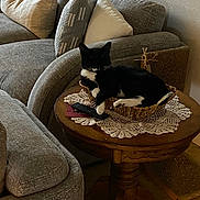 Sylvester joined the competition — help win amazing prizes! basket, black_and_white, cat, couch, cozy, cushion, decor, domestic, furniture, gray_couch, home_interior, indoor, lace_doily, living_room, pet, relaxing, remote_control, resting, table, wooden_table