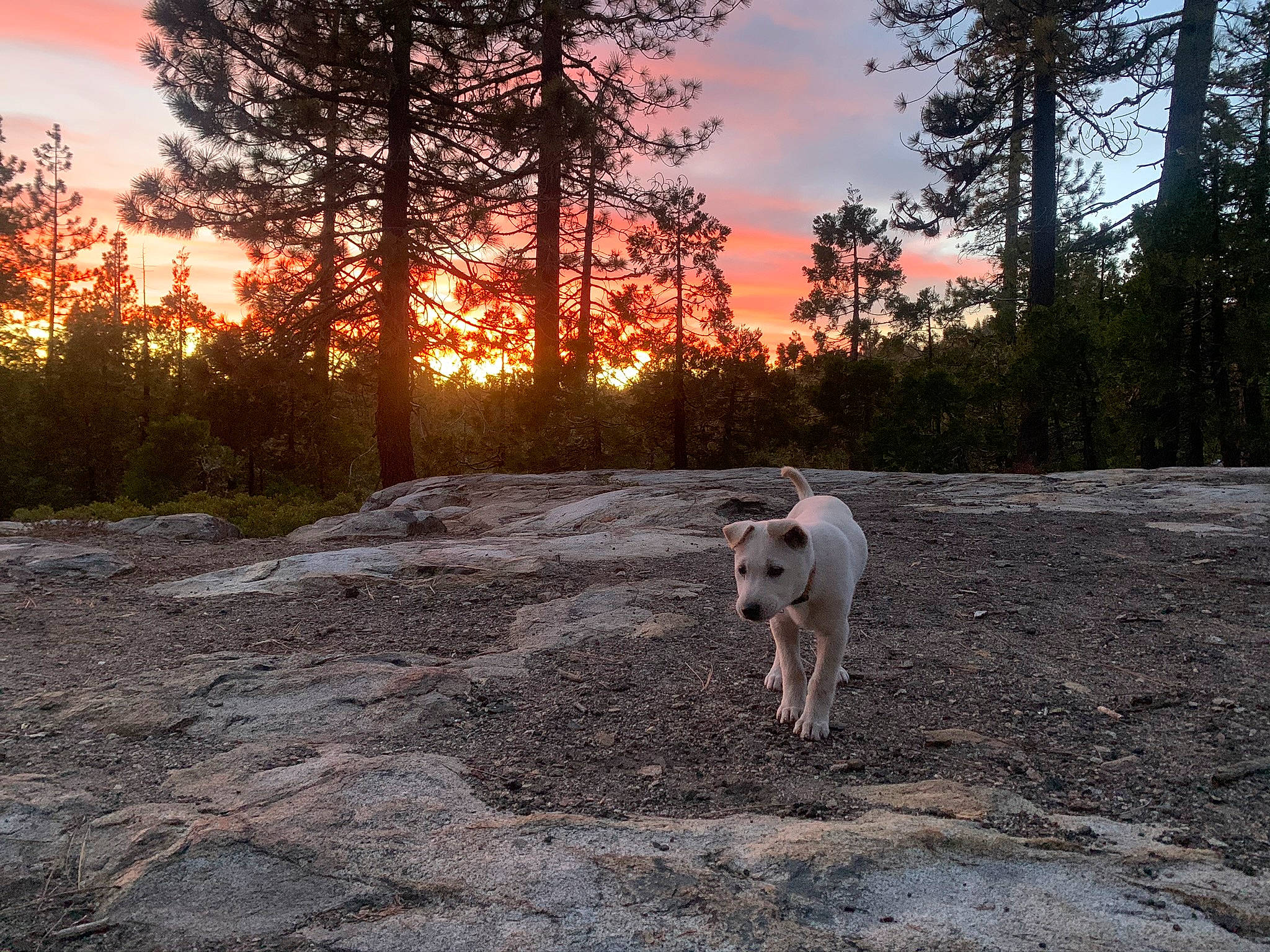 Mello is registered to the contest to win money with this photo: carnivore, cloud, companion_dog, dog, dog_breed, dusk, fawn, forest, grass, landscape, natural_landscape, plant, red_sky_at_morning, road, sky, sporting_group, tree, trunk, wildlife, wood