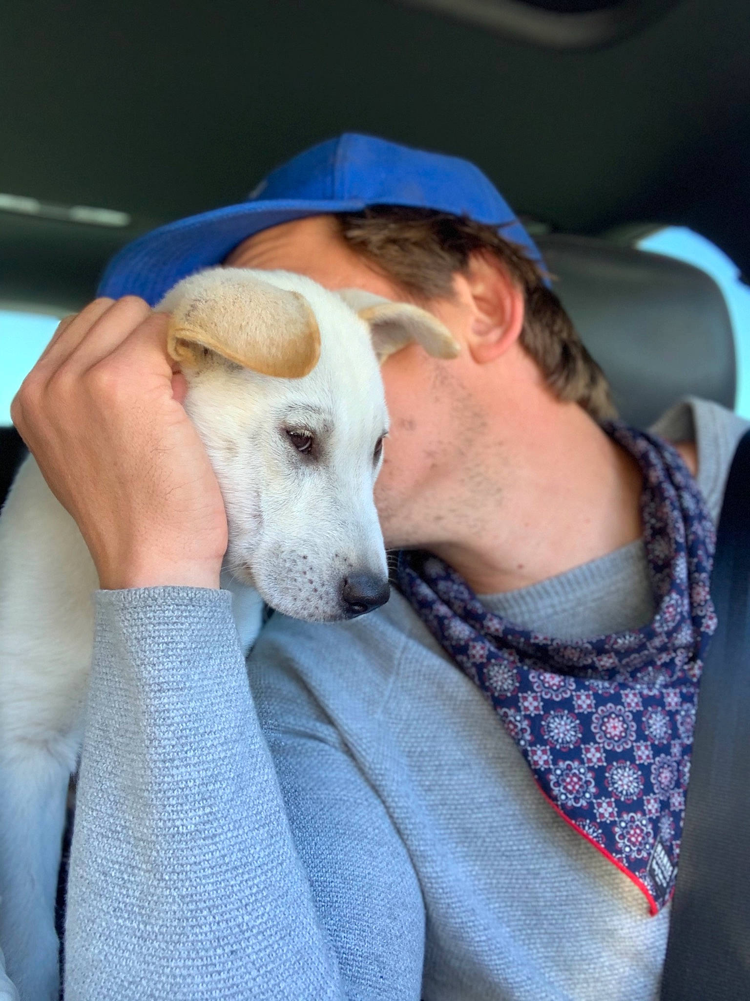 Mello is registered to the contest to win money with this photo: canidae, car_seat, carnivore, comfort, companion_dog, dog, dog_breed, ear, fawn, fur, hat, jaw, nap, non_sporting_group, selfie, sighthound, sitting, snout, sporting_group, working_animal